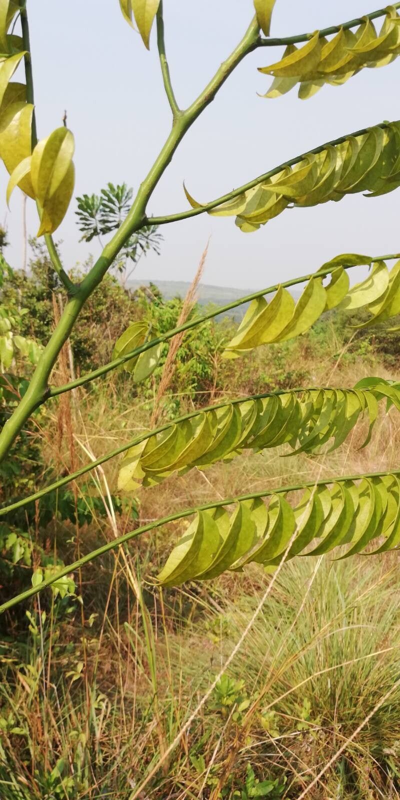 Olax subscorpioidea — houseplant care guide