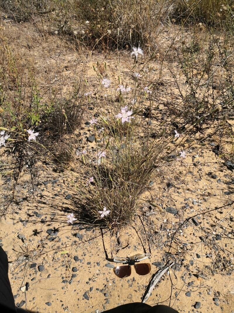 Dianthus broteri habit