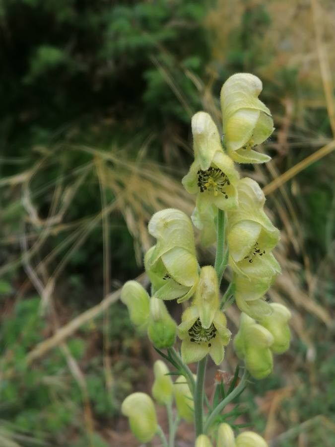 Aconitum anthora flower