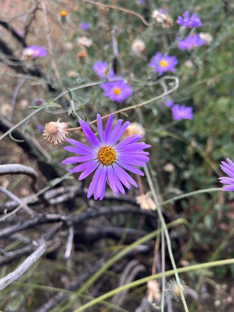 Machaeranthera tanacetifolia flower