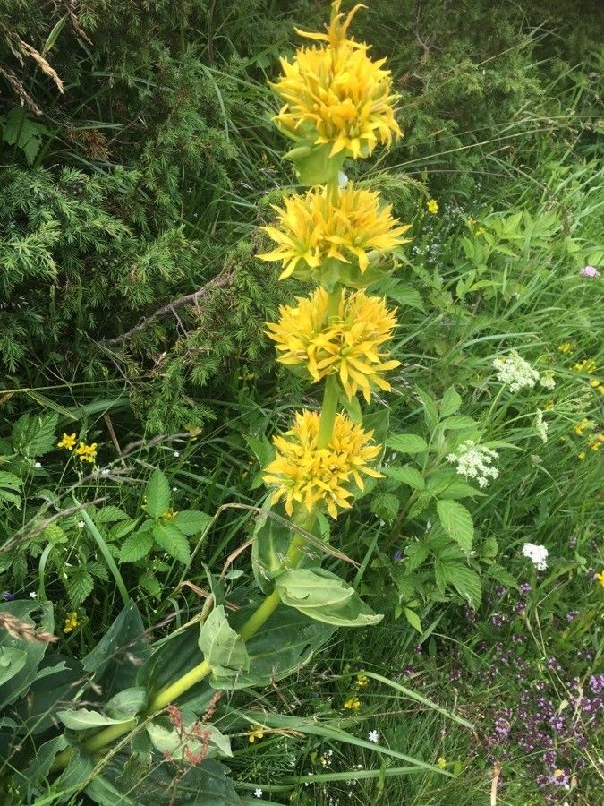 Gentiana × marcailhouana flower