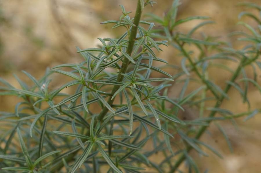 Antirrhinum litigiosum leaf