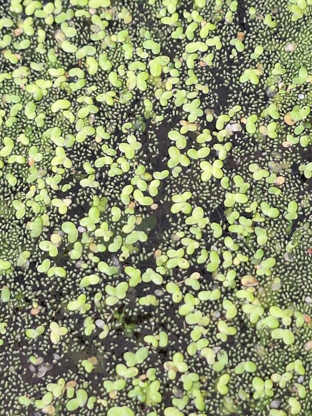 Wolffia brasiliensis flower