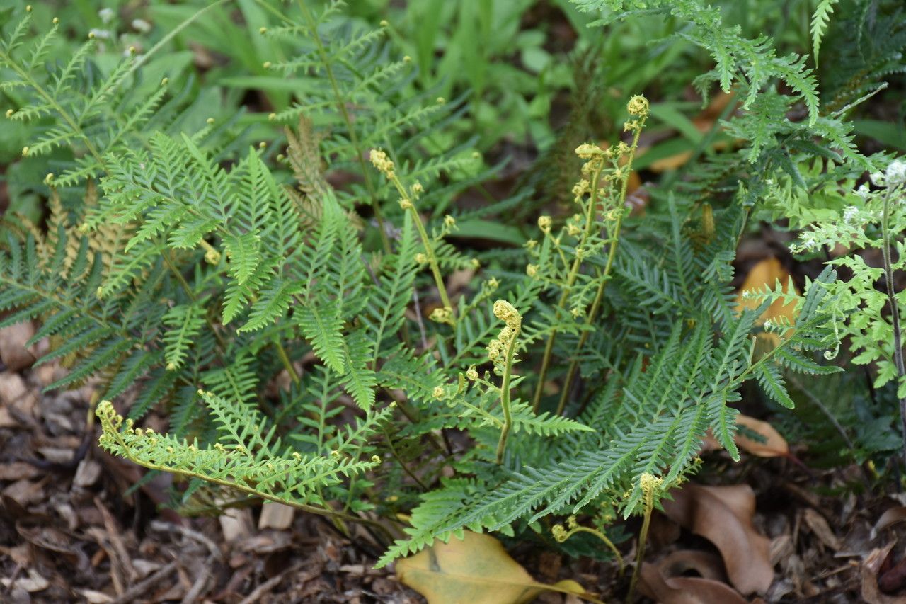 Pityrogramma argentea habit