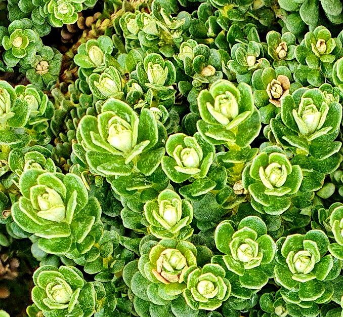 Ozothamnus rodwayi — houseplant care guide