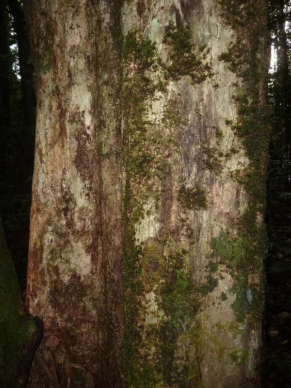 Micropholis trunciflora — houseplant care guide