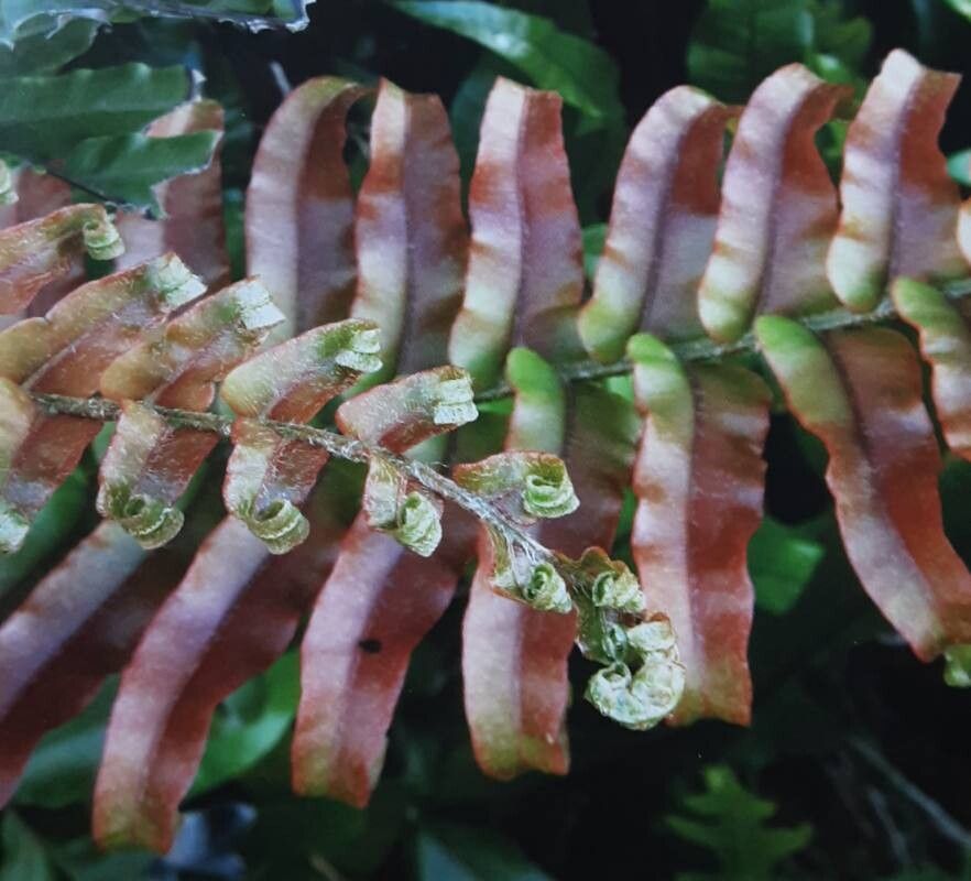 Blechnum novae-zelandiae — houseplant care guide