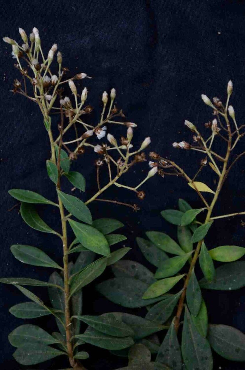 Baccharis rufidula fruit