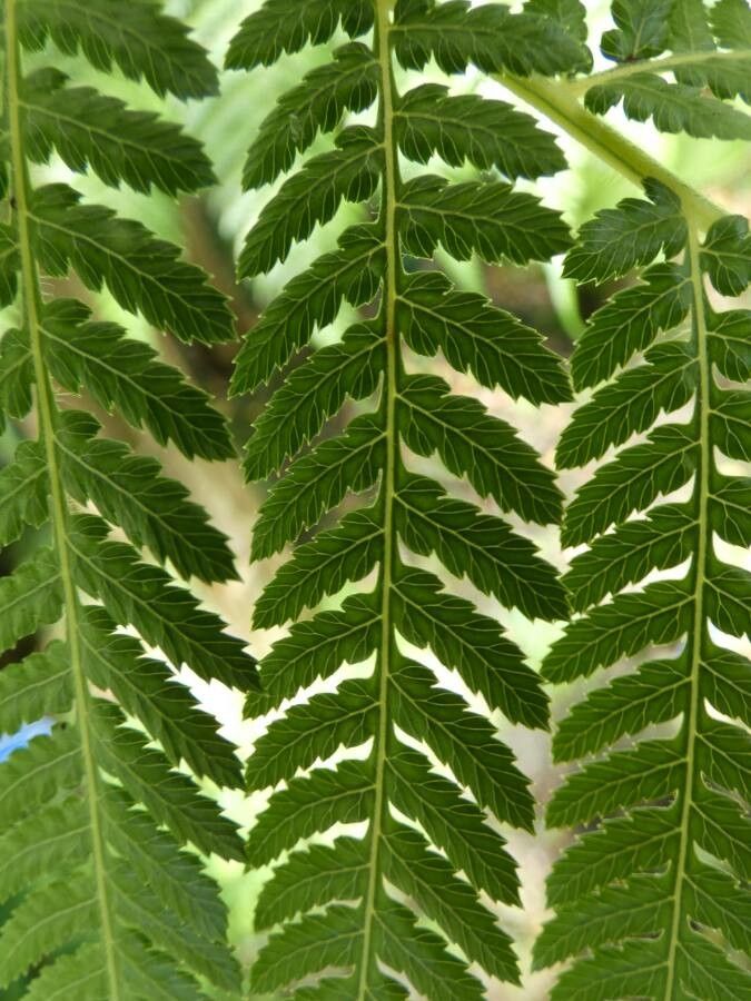 Cyathea multiflora leaf