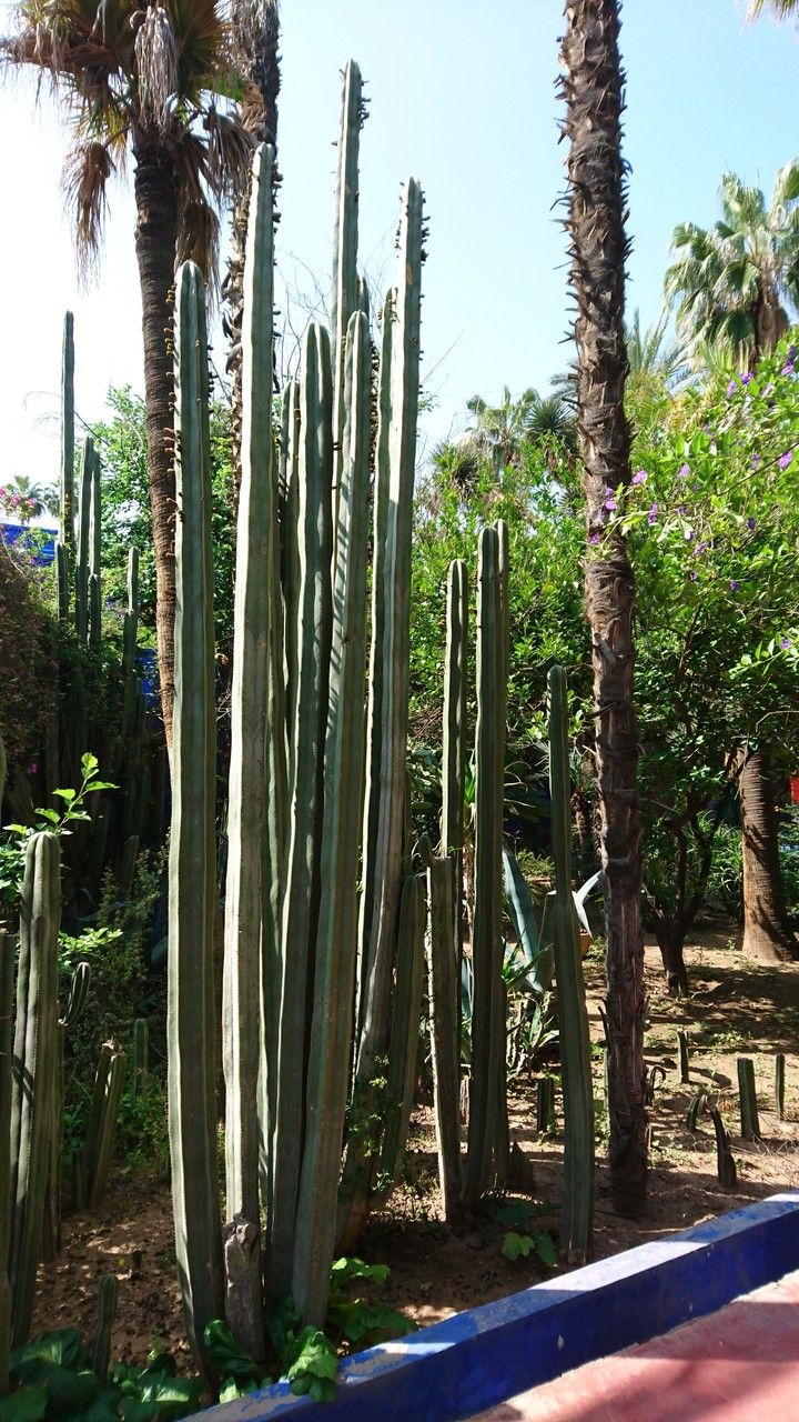 Marginatocereus marginatus bark