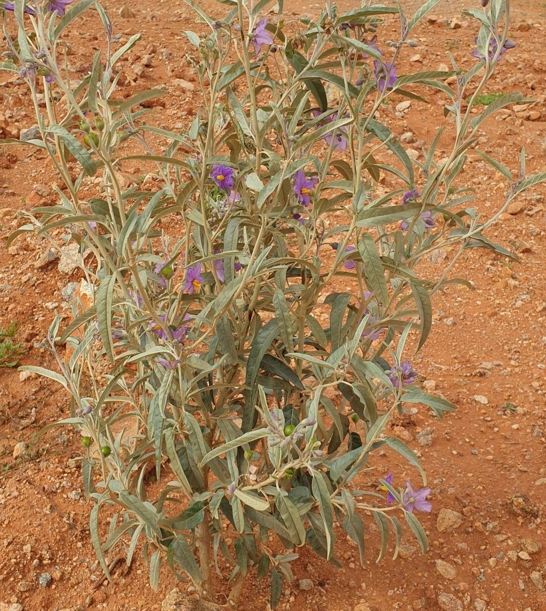Solanum sturtianum habit