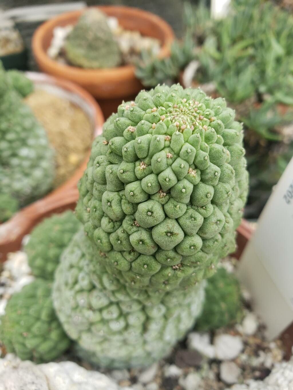 Larryleachia cactiformis — houseplant care guide