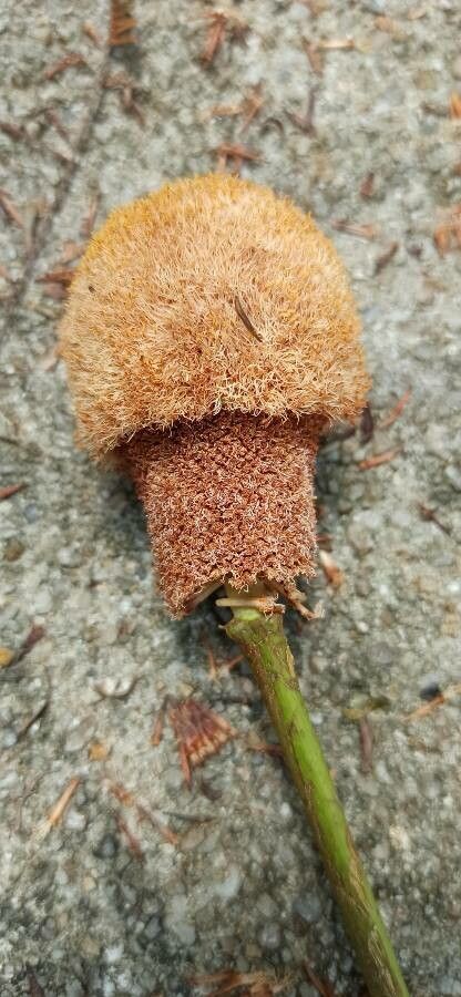 Parkia timoriana fruit