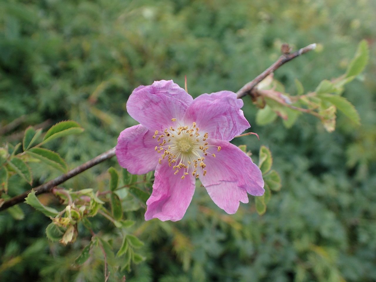 Rosa chavinii flower