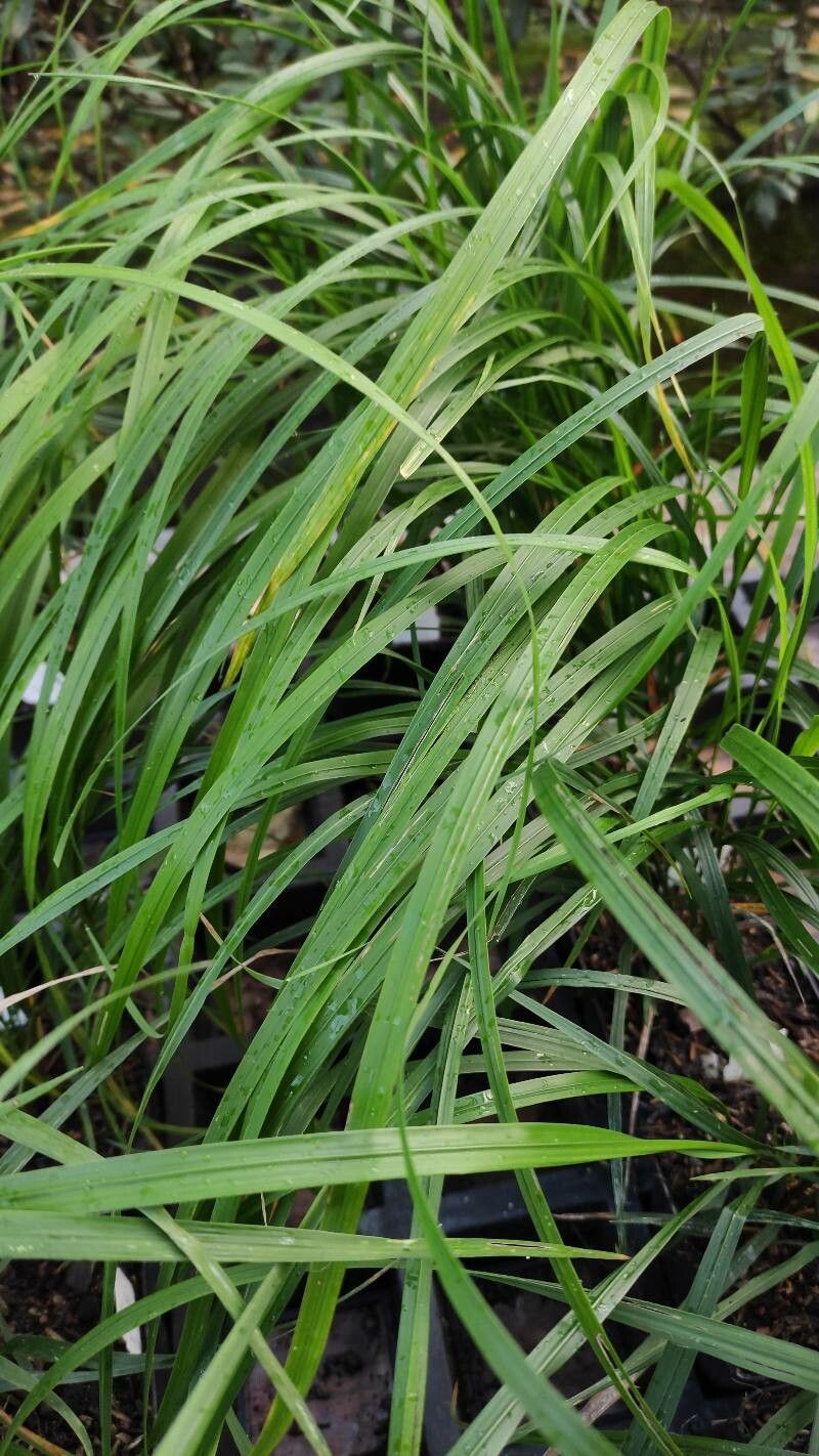 Calamagrostis arundinacea leaf