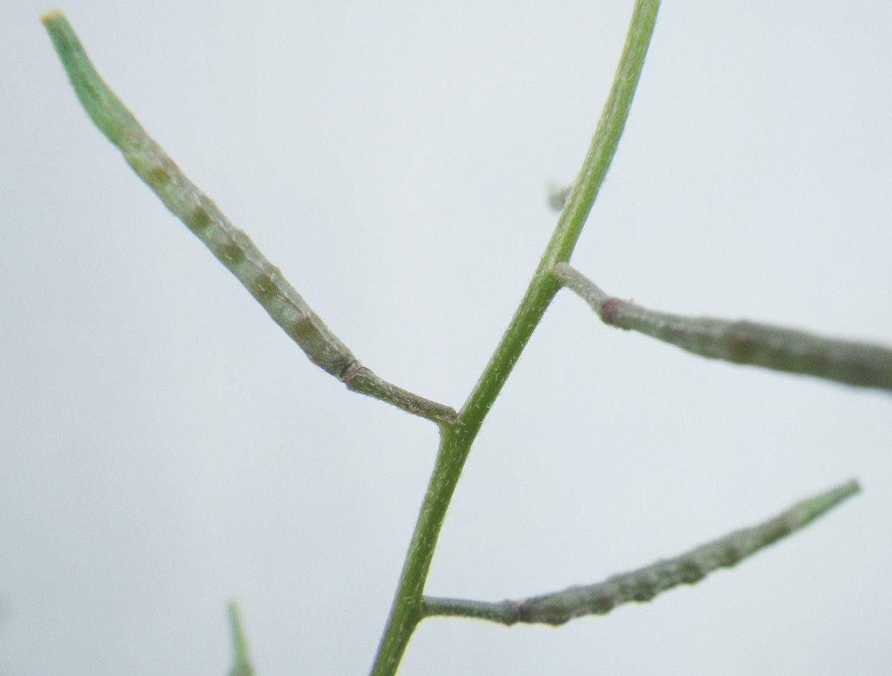 Brassica procumbens fruit