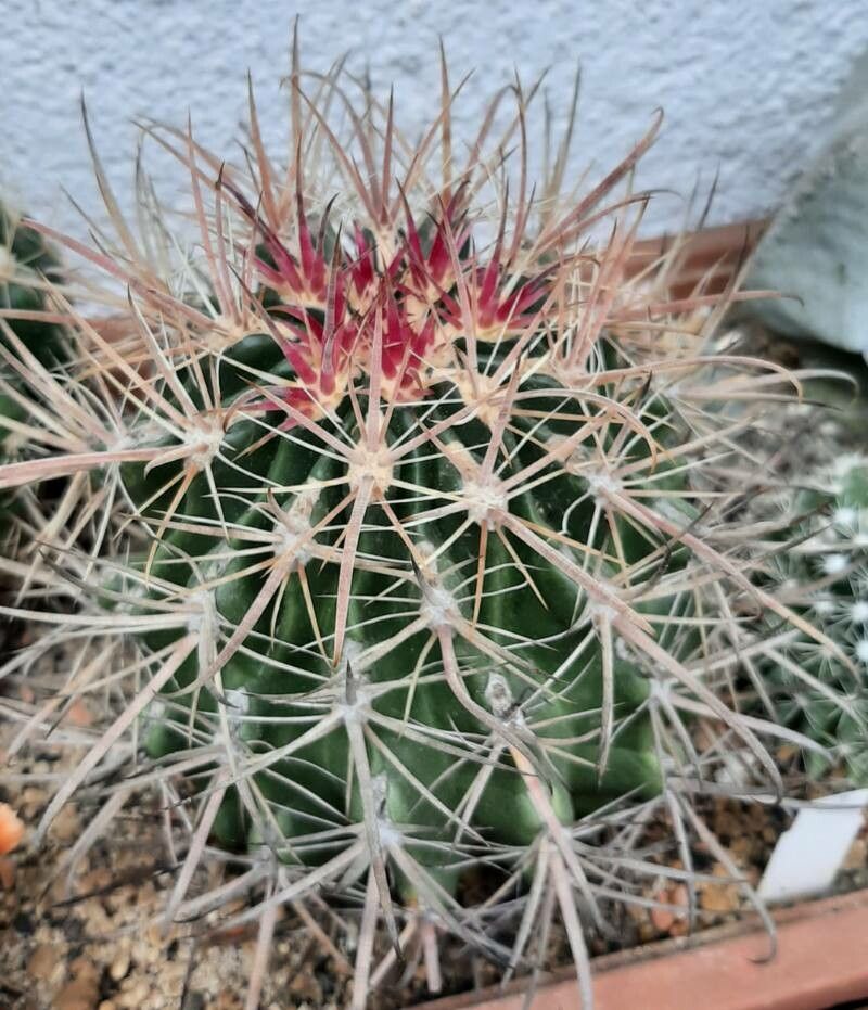 Ferocactus fordii subsp. borealis — houseplant care guide