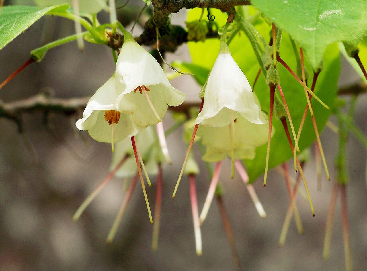 Halesia carolina flower