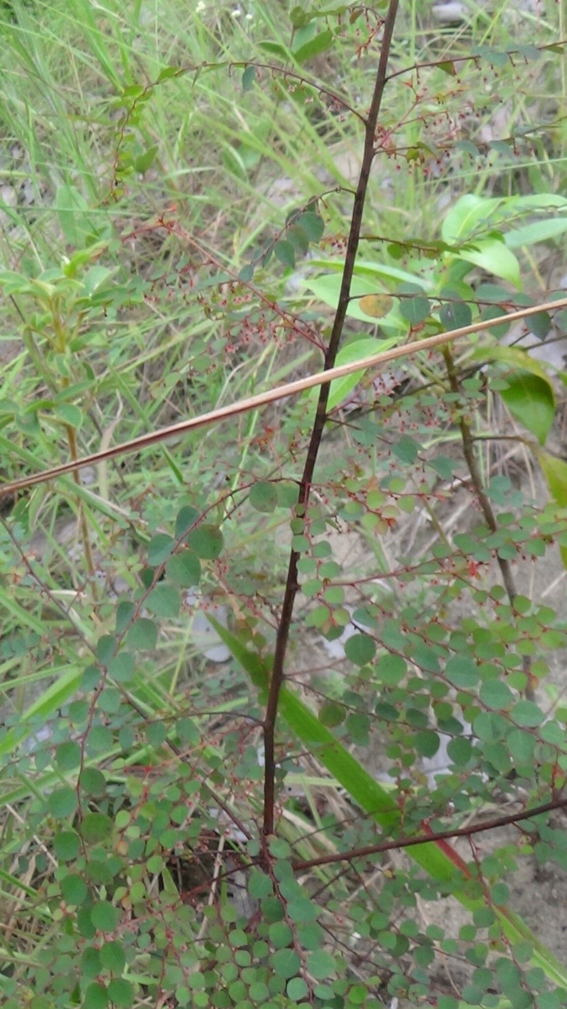 Phyllanthus orbiculatus habit