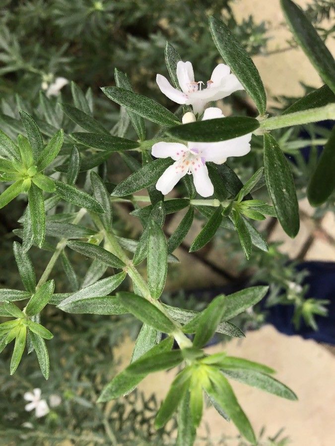 Westringia longifolia flower