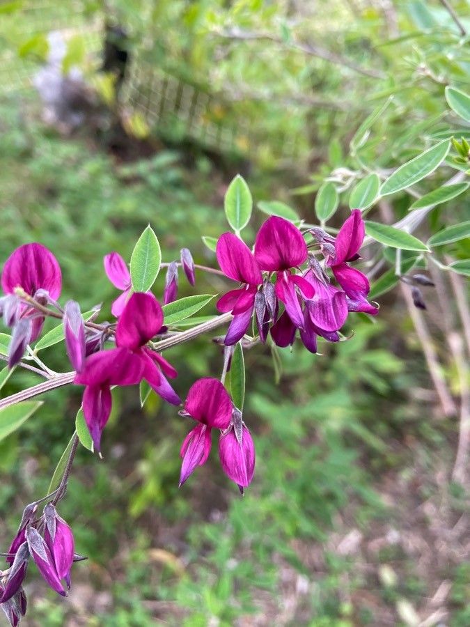 Lespedeza bicolor flower
