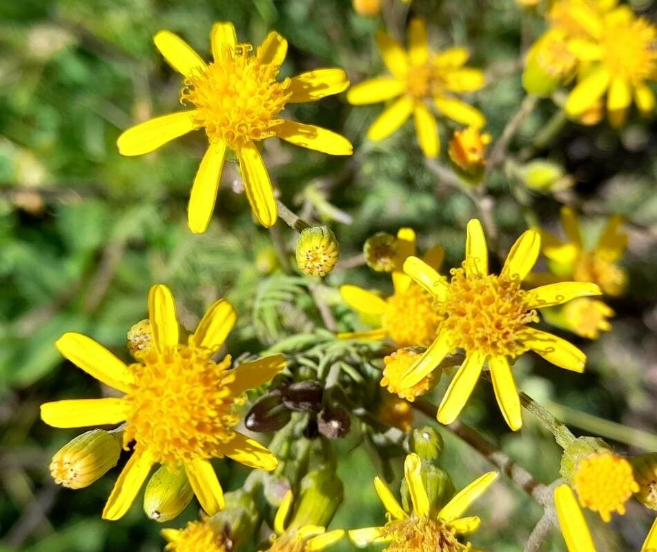 Senecio glaber flower