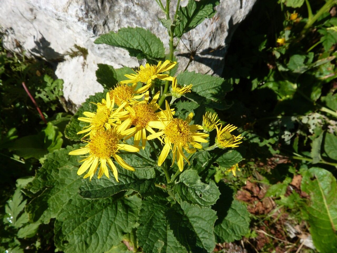 Jacobaea alpina flower