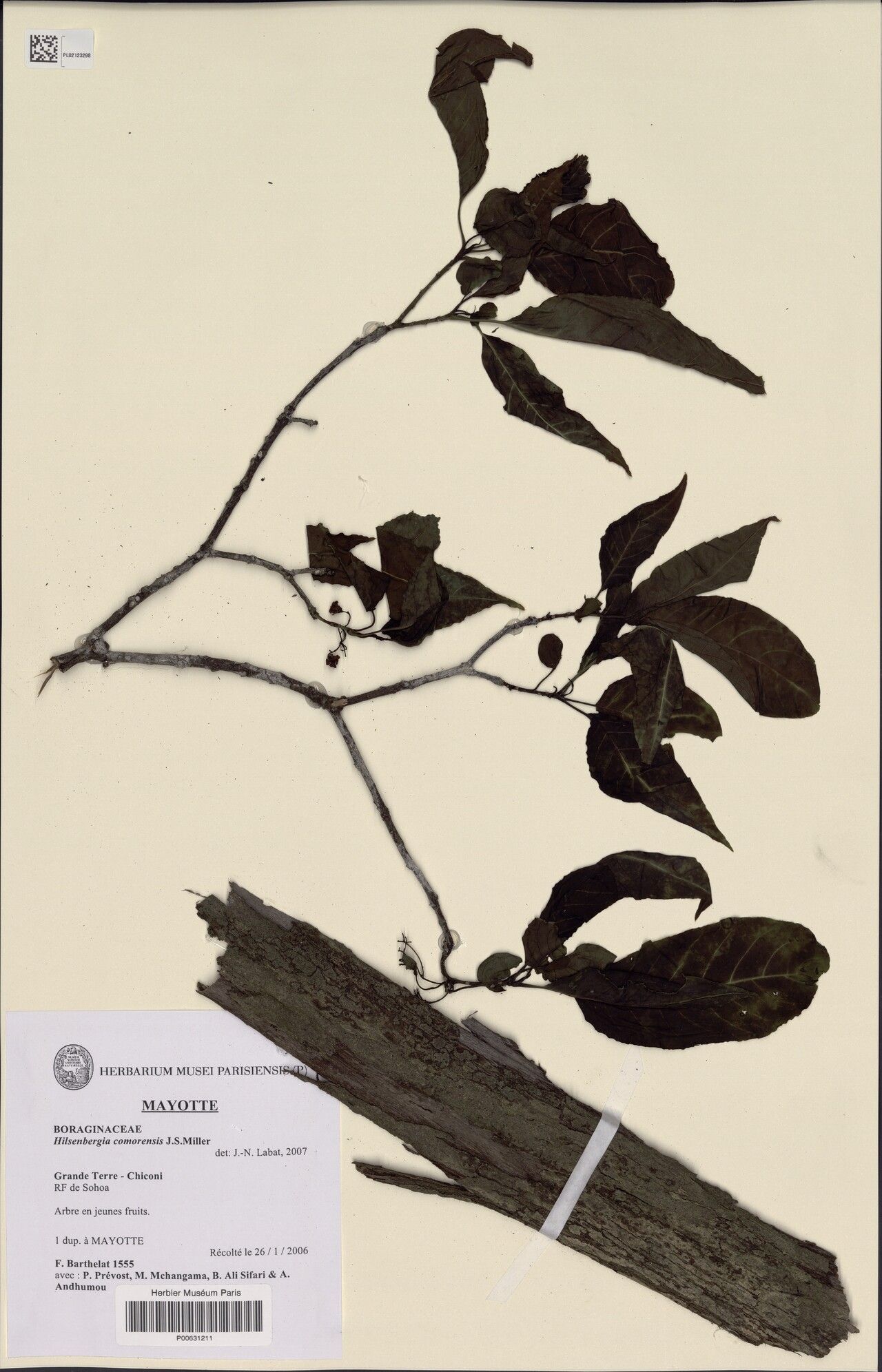 Bourreria comorensis — houseplant care guide