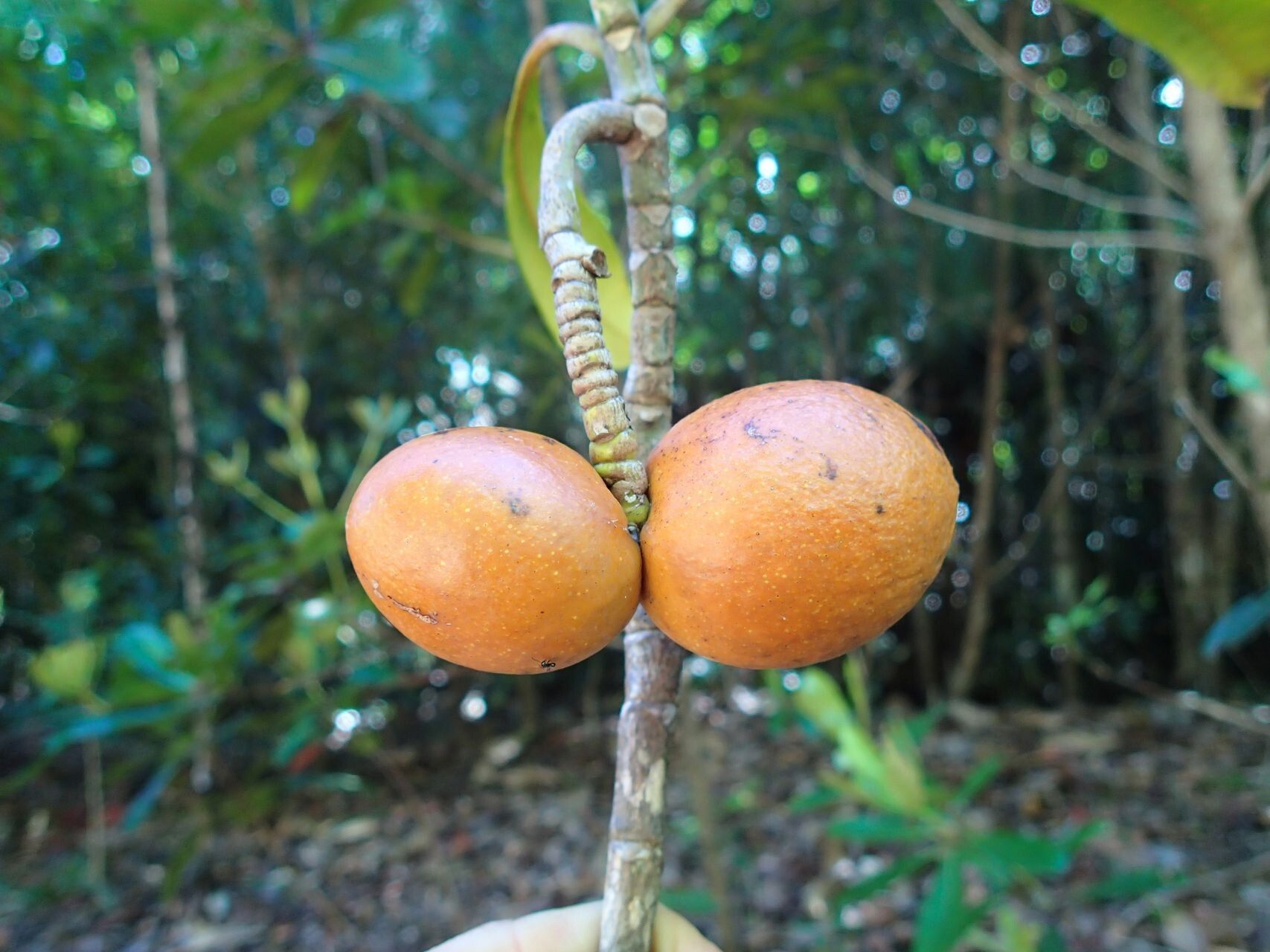 Ochrosia miana fruit