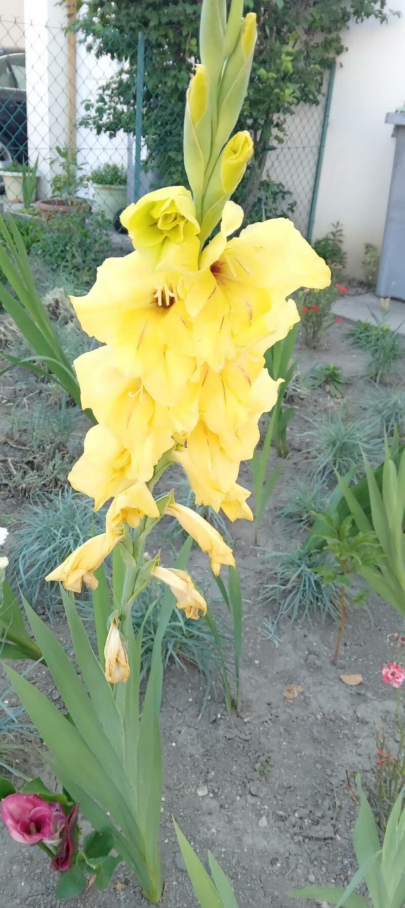 Gladiolus spp. habit