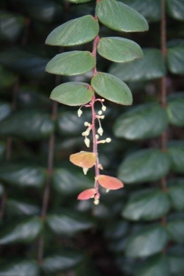 Phyllanthus mangenotii flower