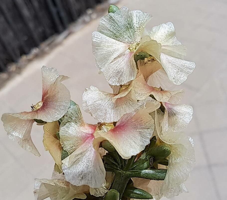 Soda oppositifolia fruit