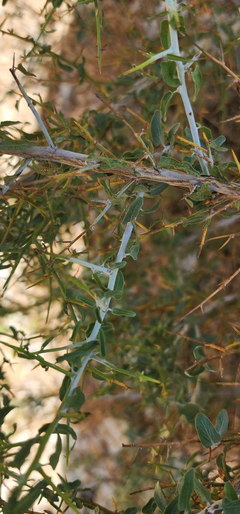 Convolvulus leiocalycinus bark
