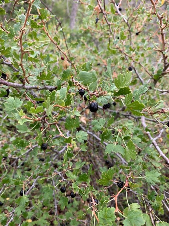 Ribes missouriense fruit