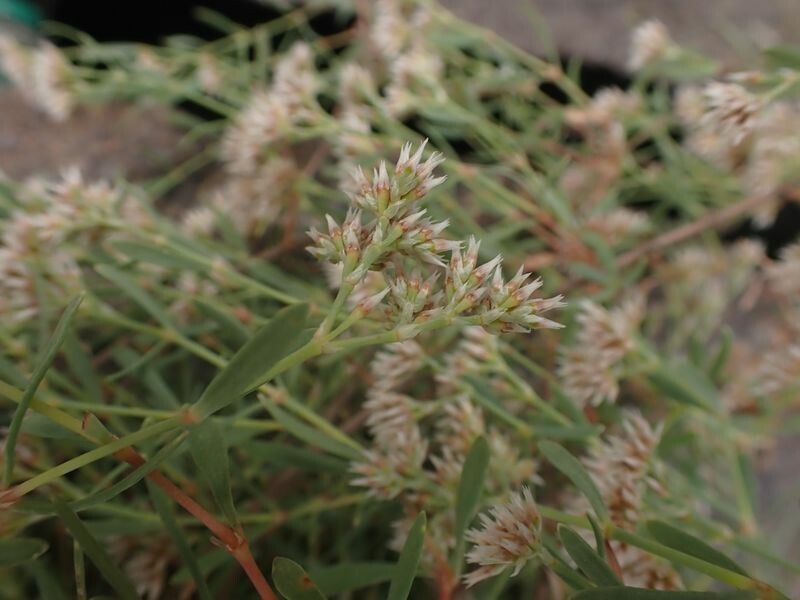 Polycarpaea rheophytica flower