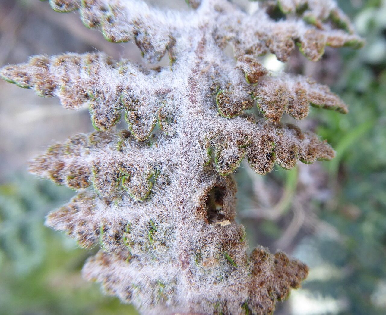 Cosentinia vellea fruit