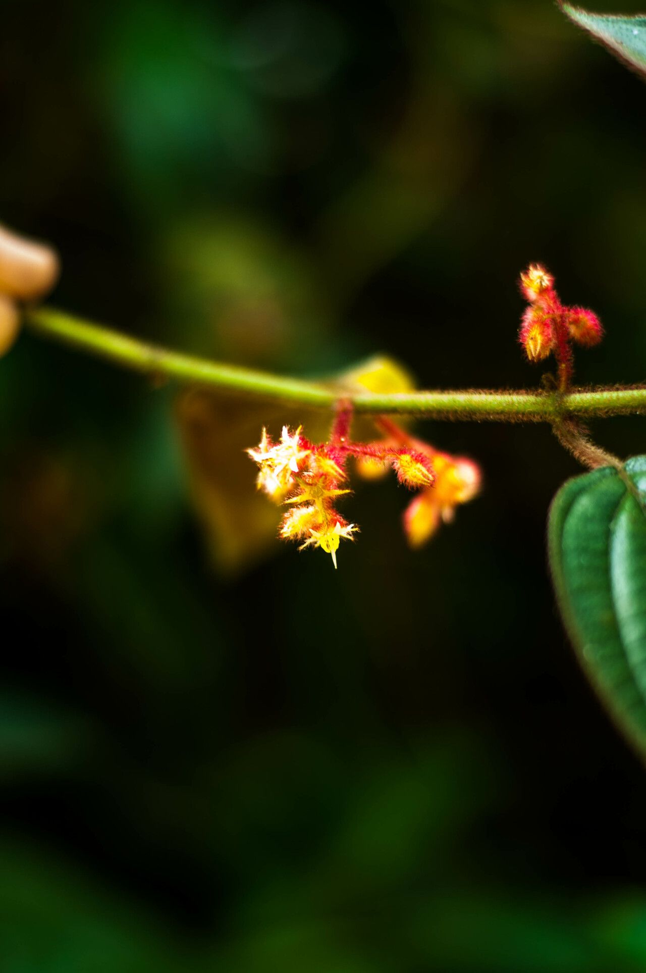 Miconia leamarginata flower
