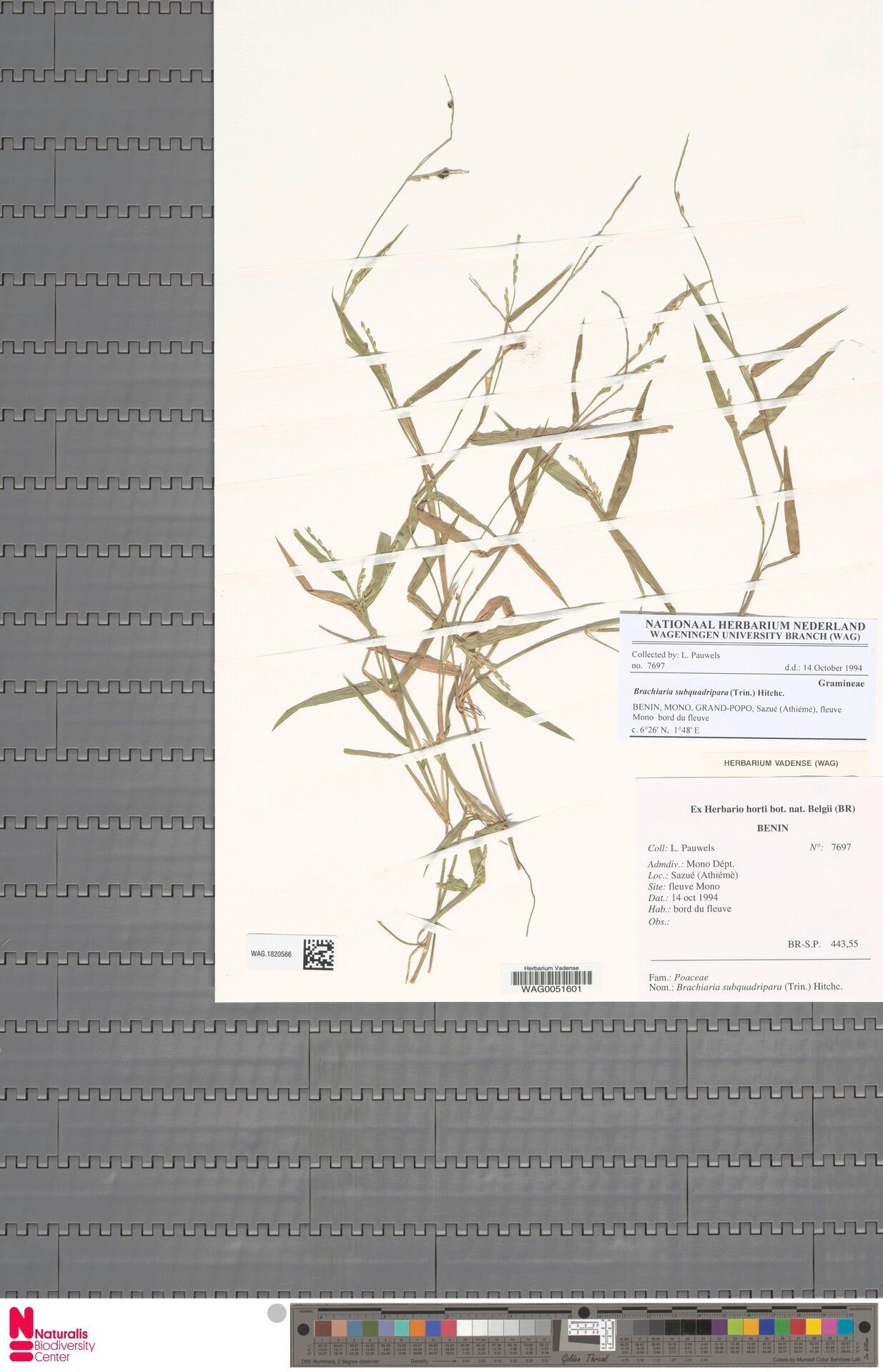 Urochloa subquadripara habit