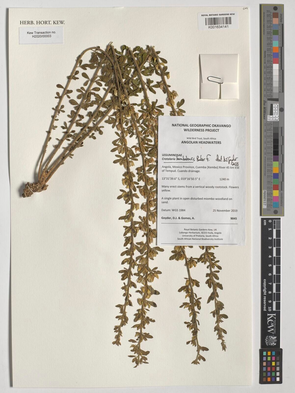 Crotalaria kambolensis — houseplant care guide