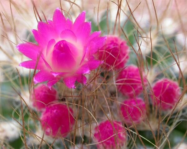 Eriosyce villosa flower