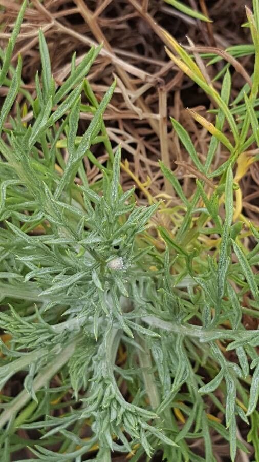 Centaurea corymbosa — houseplant care guide