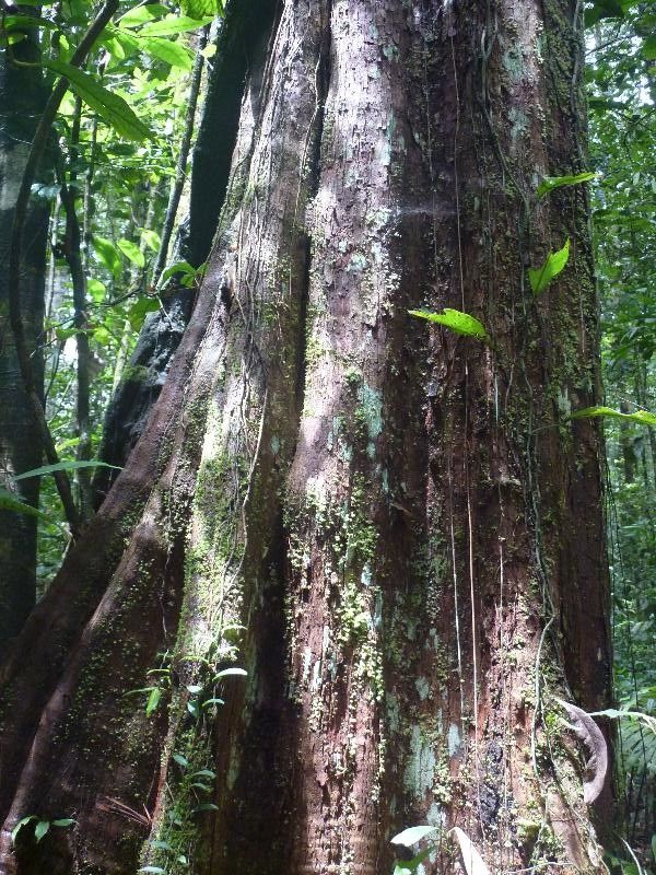 Pouteria virescens bark