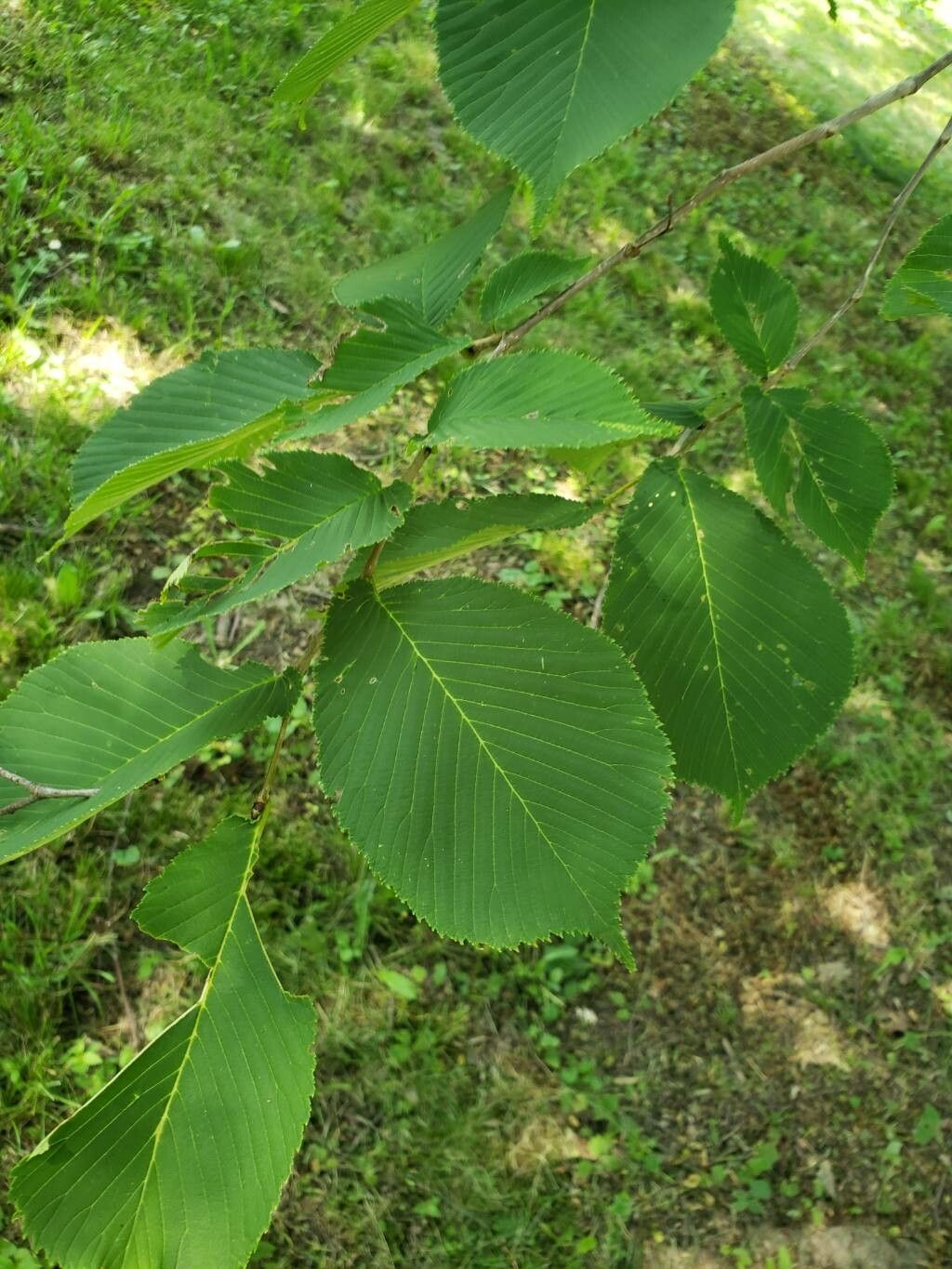 Ulmus laciniata — search result for 'Ulmus'
