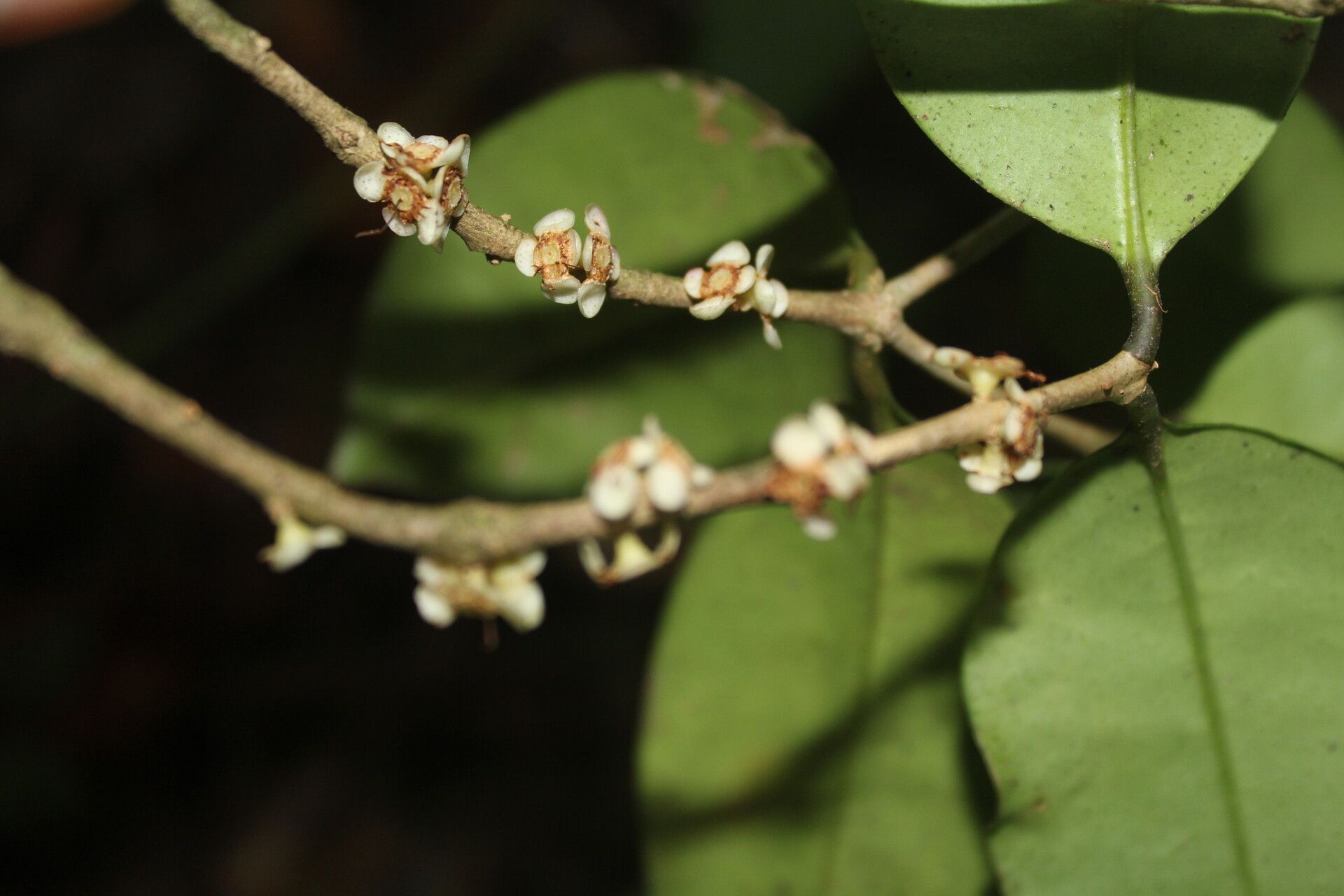 Eugenia riosiae flower