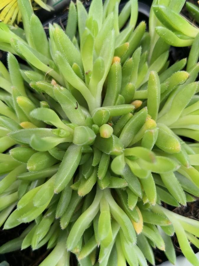 Delosperma lineare habit