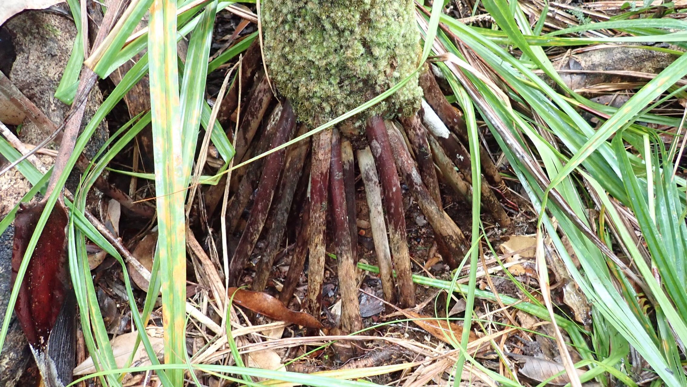Cyphophoenix fulcita habit