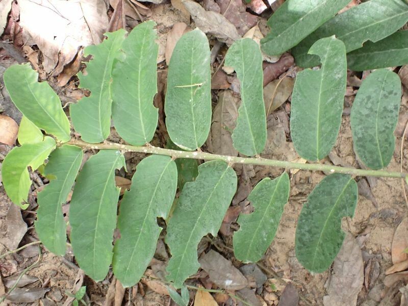 Casearia stipitata — houseplant care guide