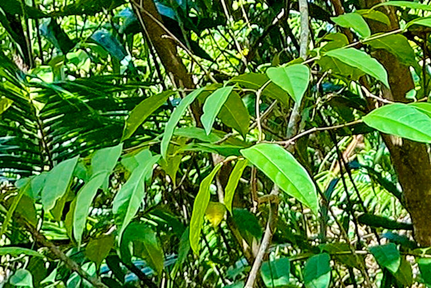 Wrightia laevis — related species from the same genus