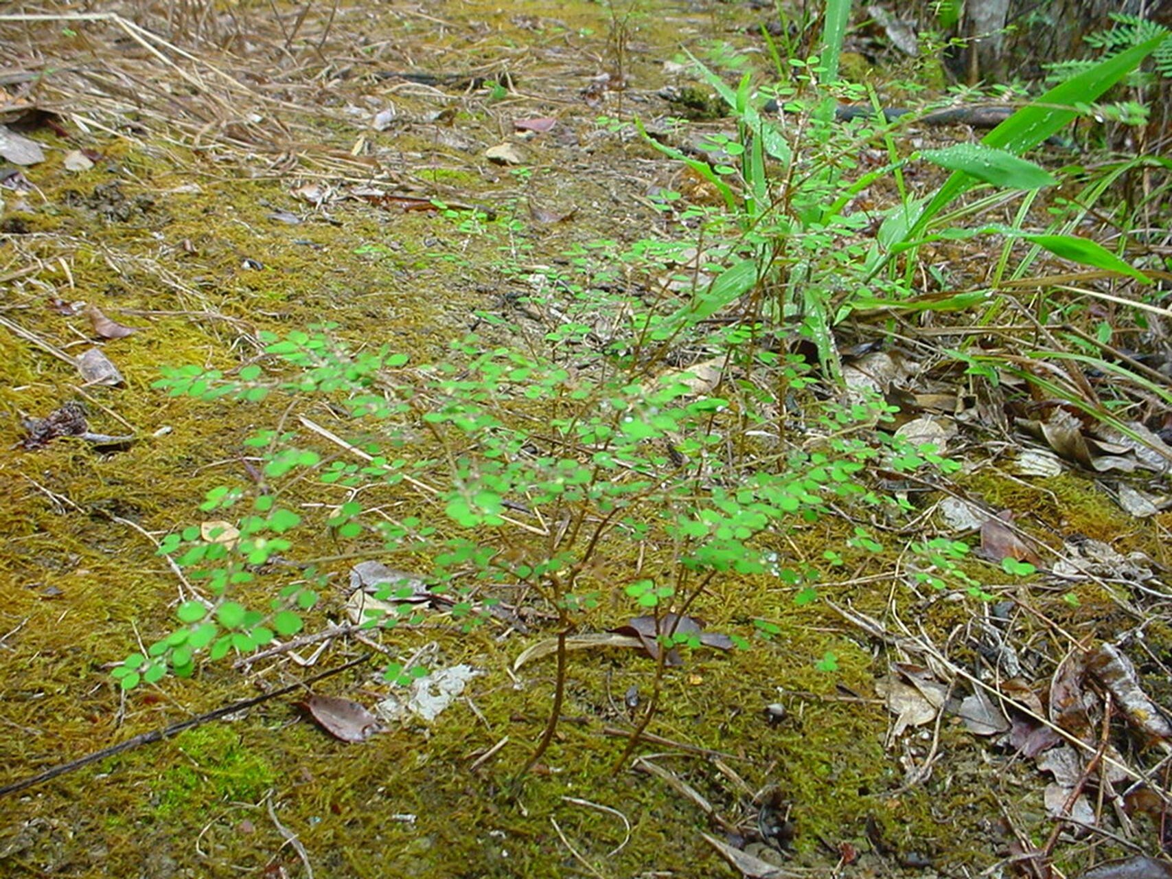 Phyllanthus virgatus habit