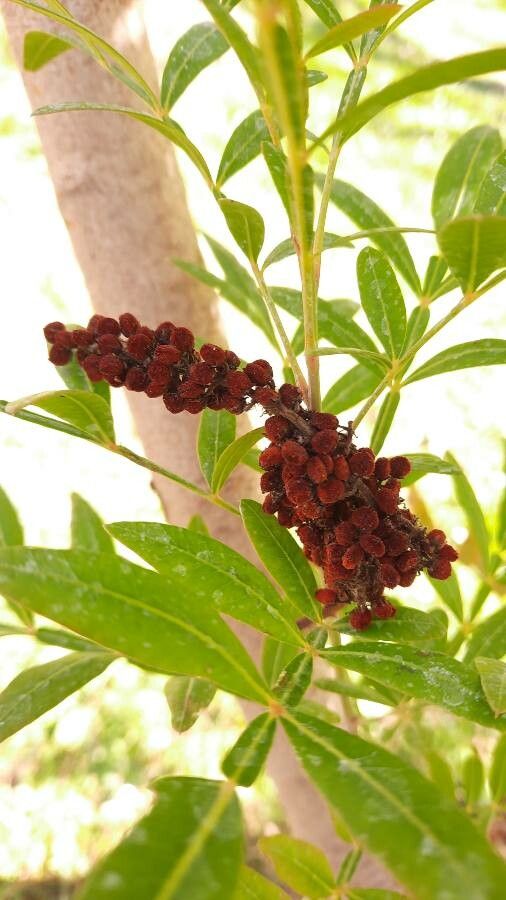 Loxostylis alata fruit